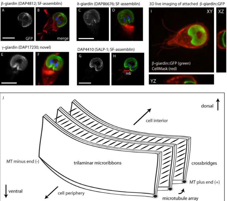 Figure 2. GFP tagging of known disc-associated proteins does not affect subcellular localization, disc conformation, or attachment.
