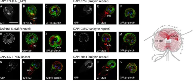 Figure 3. Novel disc-associated proteins associated with the entire disc. Six new DAPs localize to the entire ventral disc spiral in a manner similar to the previously described microribbon-associated proteins (see Figure 2 and Figure S3) as visualized by 