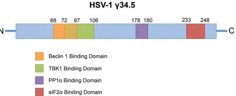 Fig 1. The HSV-1 major neurovirulence factor γ34.5 targets multiple different host pathways