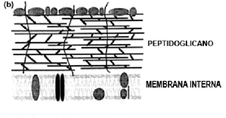 Figura 2.1: Estrutura da parede celular externa das bactérias Gram-positivas  (adaptado Maillard, 2002) 