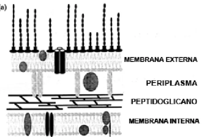 Figura 2.2: Estrutura da parede celular externa das bactérias Gram-negativas  (adaptado Maillard, 2002) 