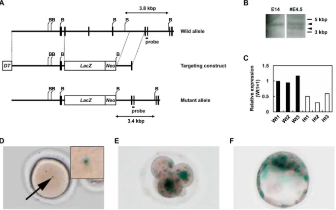 Figure 1. Targeted disruption of murine SLD5 and expression of SLD5 during early embryogenesis