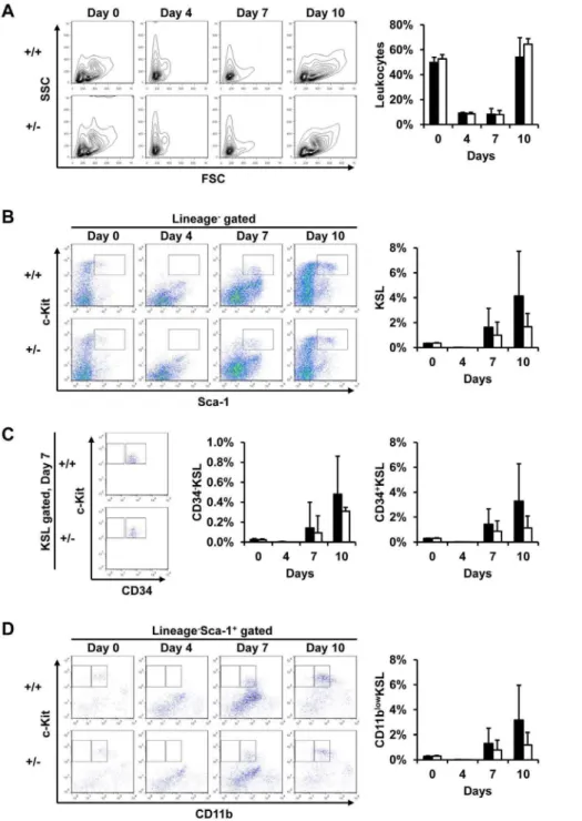 Figure 4. Heterozygous deletion of the SLD5 gene does not affect bone marrow cell reconstitution after their ablation by 5-FU