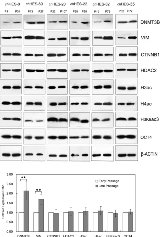 Figure 7. Western blot analysis to validate differentially expressed proteins in early and late passage hESCs