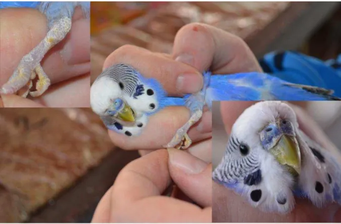 Figure 1. Parakeets affected by Cnemidocoptes pilae- scaly legs (left - top), scaly face (right-bottom), Timis (Orig) 
