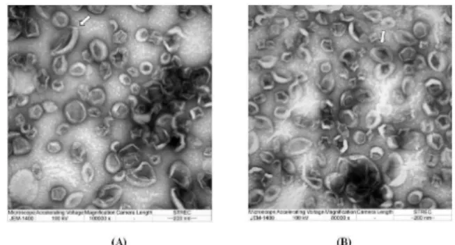 Figure 2. Images of CL15 and CL20 by TEM. A) CL15 (magnifica- (magnifica-tion 100,000x); B) CL20 (magnifica(magnifica-tion 80,000x); white arrow ( ) indicates liposome with oval shape or  with two lipid  bilayers.