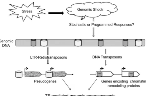 Figure 8. Model for TEs role as stress capacitors to promote genomic rearrangements in fungal pathogen