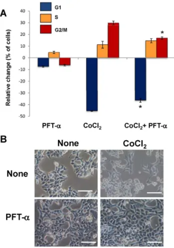 Figure 5. Effect of p53 inhibition on hypoxia-induced cell cycle alterations and the formation of PGCCs in colon cancer cells.