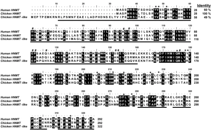 Figure 3. Amino acid sequence alignment of human HNMT with its chicken orthologue and chicken HNMT-like protein