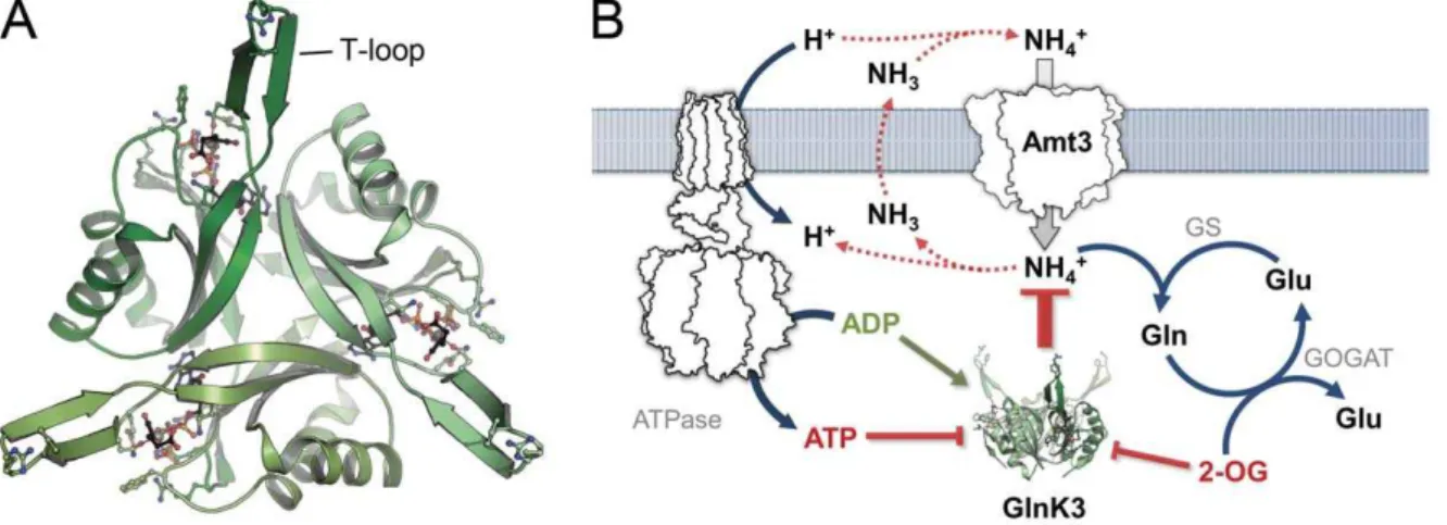 Figure 1. Af -GlnK3 and its physiological role in ammonium uptake. A) Top view of the trimer Af-GlnK3, highlighting the ligand binding sites between the monomers and the protruding T-loops that are required for blocking ammonium transport