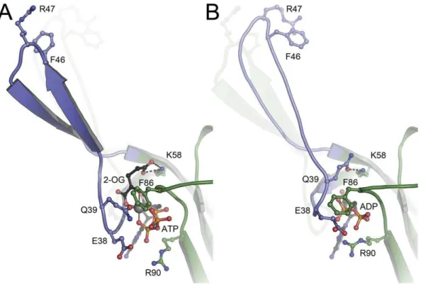 Figure 2. Structural differences between (A) the ATP:Mg 2+ :2-OG complex and (B) the ADP complex of Af -GlnK3