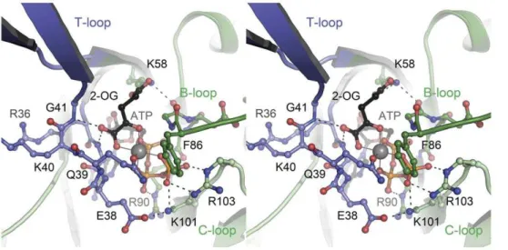 Figure 4. Structural consequences of ligand binding to GlnK proteins. (A) With the ligand 2-OG (shown in CPK representation) placed in a wedge-like manner at the base, the T-loops of Af-GlnK3 are pried apart in a locked conformation