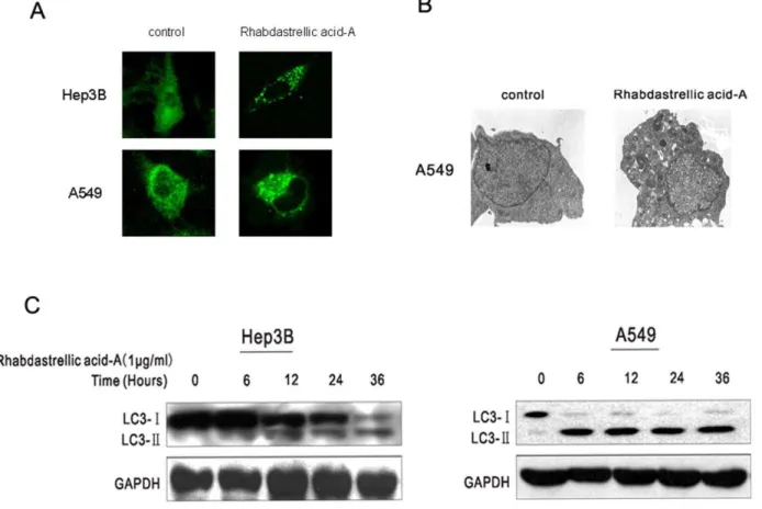 Figure 4. Rhabdastrellic acid-A induced autophagy in Hep3B and A549 cells. A. Hep3B and A549 cells were transfected with an expression construct for LC3 fused to yellow fluorescent protein (YFP-LC3) for 24 h