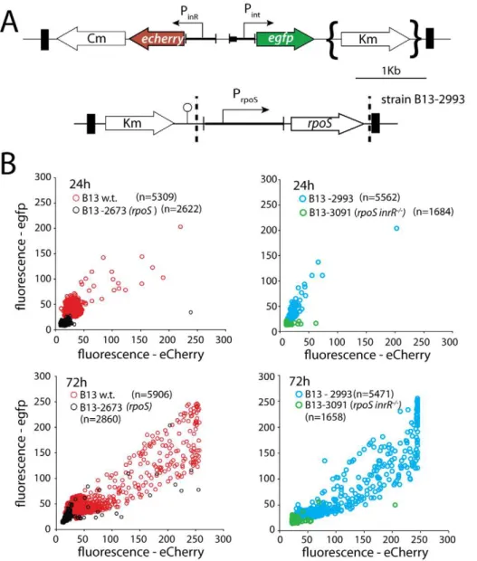 Figure 2. Effect of rpoS interruption on reporter gene expression from two key bistable promoters (P int and P inR ) controlling ICE clc activity in stationary phase P