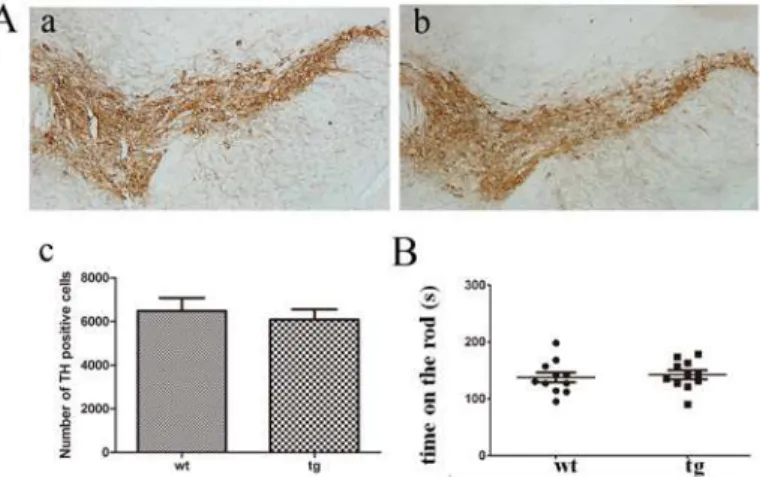 Fig 1. TH staining and locomotor activity. A (a, b, c): TH immunostaining in SN of wt (n = 4, a) and tg (n = 5, b) mice showed no significant difference at 10 m old