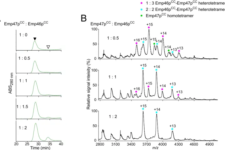 Fig 2. Characterization of complex formation between Emp46p CC and Emp47p CC at pH 7.4
