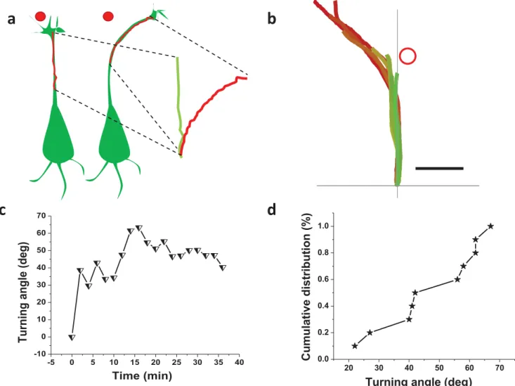 Figure 2. Optically-repulsive axonal guidance is highly effective. (a) Illustration of the method employed for determining efficacy of optical guidance