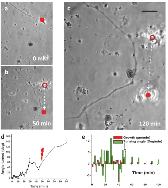 Figure 3. Repulsive long-range axonal guidance using dynamically-positioned laser beam