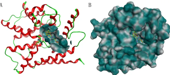 Figure 8.  The positions of PD00519 and compound 1 as predicted by molecular docking.  (A) Molecular overlay of PD00519 and compound 1 shown at the active site of PDE4