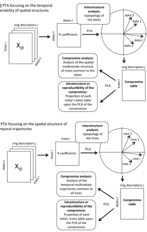 Figure 1. The partial triadic analysis is designed to analyze the realizations of a set of random variables (ring descriptors) measured on a set of points (trees) at different sampling occasions (dates)