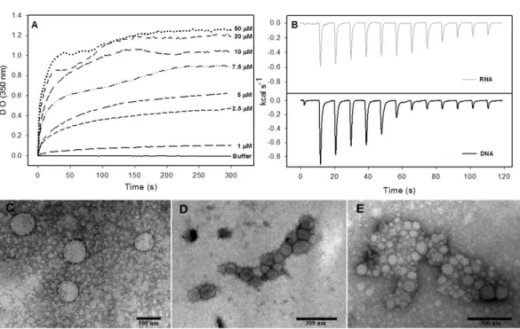 Figure 6 Interaction of HCV core protein with unspecific nucleic acids and NLPs formation