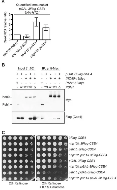 Fig 5. INO80-C contributes to CENP-A Cse4 misincorporation. (A) Mean chromatin CENP-A Cse4 :H2B fold change vs