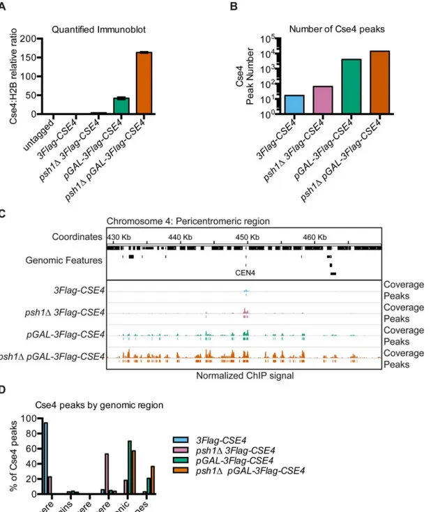Fig 1. Intergenic regions are the major sites of overexpressed CENP-A Cse4 mislocalization
