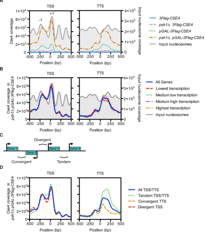 Fig 2. Overexpressed CENP-A Cse4 mislocalizes to promoters. (A) Mean CENP-A Cse4 ChIP coverage 500 bp upstream and downstream of all