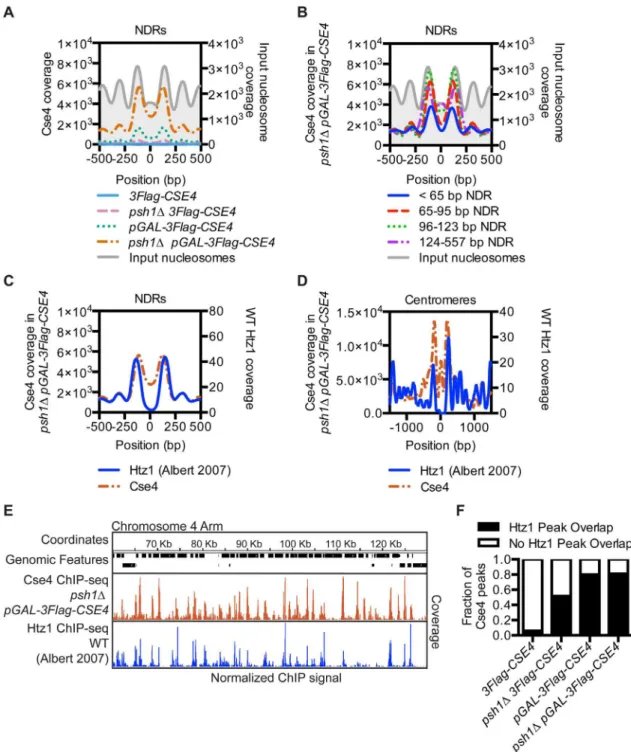 Fig 3. CENP-A Cse4 mislocalizes to regions that are enriched for the histone variant H2A.Z Htz1 