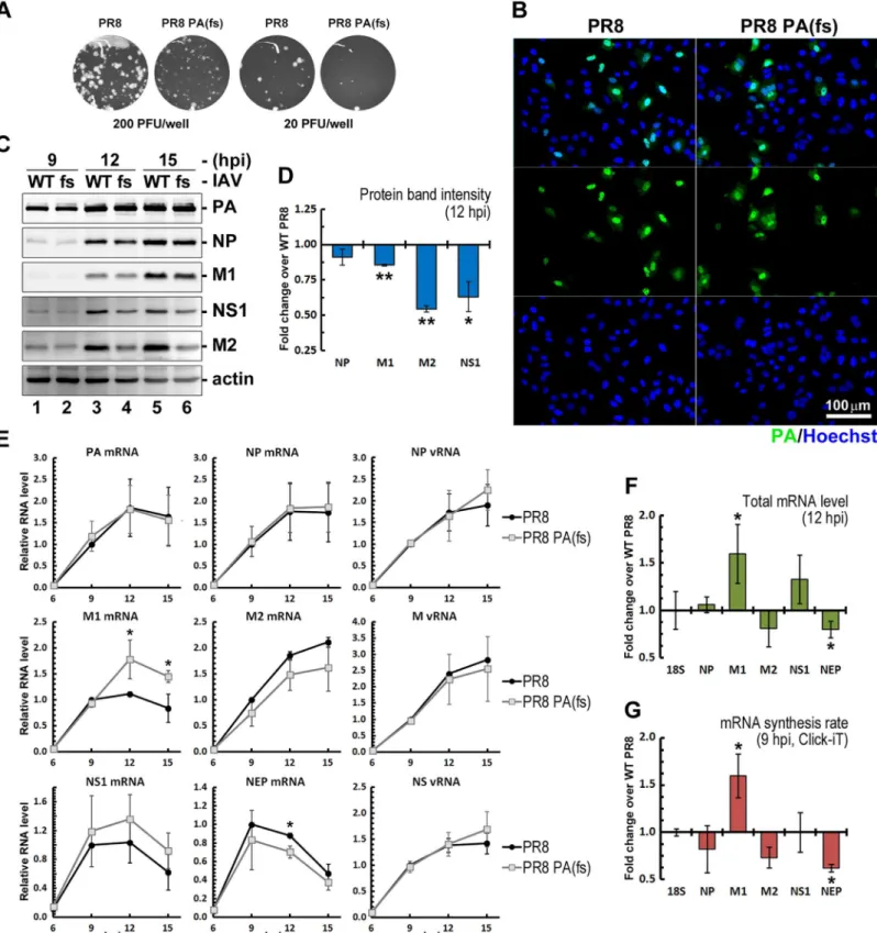 Fig 5. PA-X activity facilitates viral protein synthesis. (A) Crystal violet staining of plaques generated by wild-type PR8 and the PR8-PA(fs) mutant viruses in Vero cells, showing a decrease in plaque size for PA-X-deficient mutant compared to wild-type v