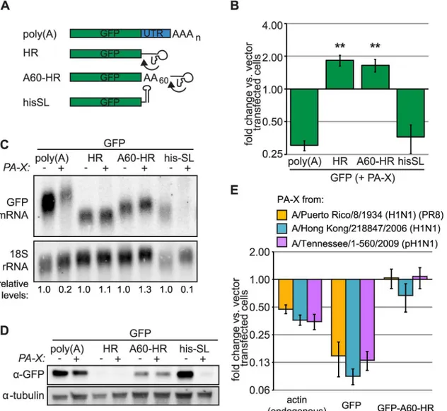 Fig 6. Canonical processing of the 3 ’ end of Pol II transcripts confers sensitivity to PA-X