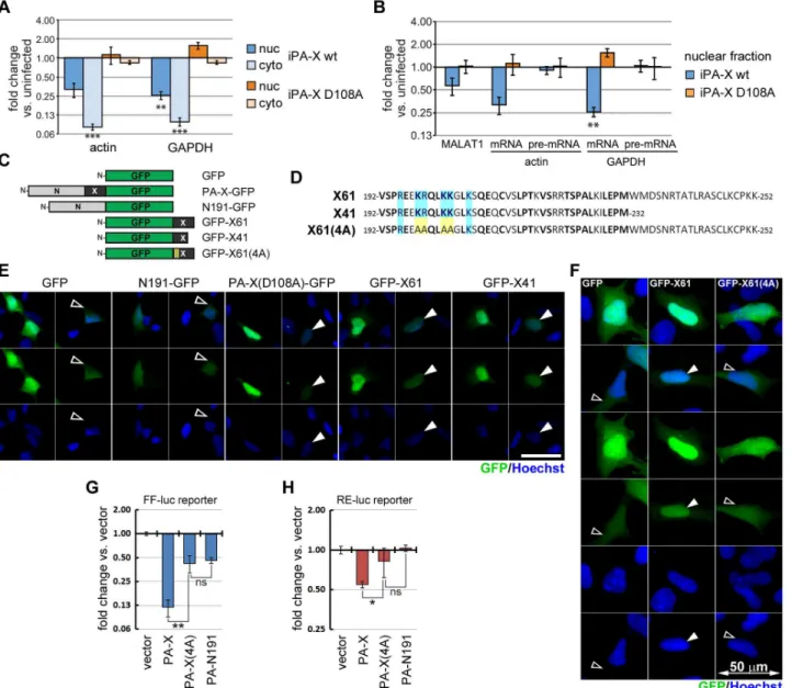 Fig 7. PA-X accumulates and functions in the cell nucleus. (A and B) A549 cells expressing doxycycline-inducible wild-type PA-X-myc ( “ iPA-X wt ” , line