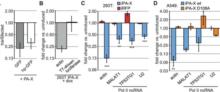 Fig 3. PA-X targets Pol II-transcribed mRNAs that are not translated. (A) HEK 293T cells were transfected with Pol II-driven GFP reporters and either PA-X or an empty vector
