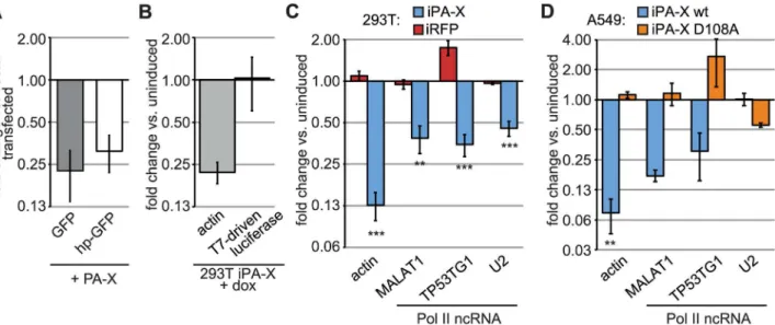 Fig 3. PA-X targets Pol II-transcribed mRNAs that are not translated. (A) HEK 293T cells were transfected with Pol II-driven GFP reporters and either PA-X or an empty vector