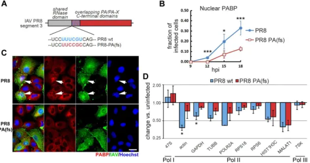 Fig 4. PA-X selectively degrades Pol II transcripts in infected cells. (A) Schematic representation of the PA gene of IAV showing the sequence of the frameshift site in the wild-type PR8 and the substitutions made to generate PR8-PA(fs) mutant virus