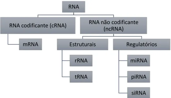 Figura 1. 1. Diagrama representativo da classificação dos diversos tipos de RNA mediante a sua função