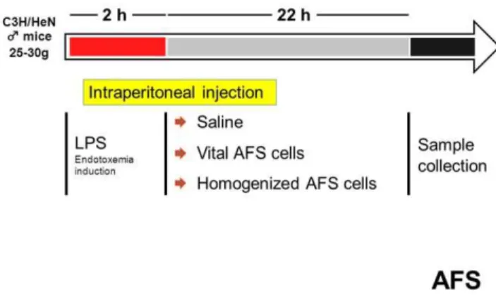 Figure 1. Mouse model of sublethal endotoxemia (study design). Male C3H/HeN mice were randomly assigned to either application of vital AFS cells (vitAFS), homogenized AFS cells (homAFS) or saline only (positive-control)