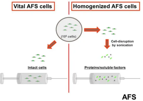 Figure 2. Preparation of vital AFS cells and homogenized AFS cells. 10 6 vital AFS cells (vitAFS) were prepared in 0.7 ml sterile phosphate buffered saline (PBS) for intraperitoneal injection in mice randomly assigned to the vitAFS group (2 h after LPS cha