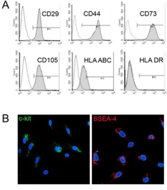 Figure 4. IL-2 plasma levels after AFS application. The IL-2 plasma levels were significantly increased in the group treated with homAFS compared to saline-treated positive-controls (+).