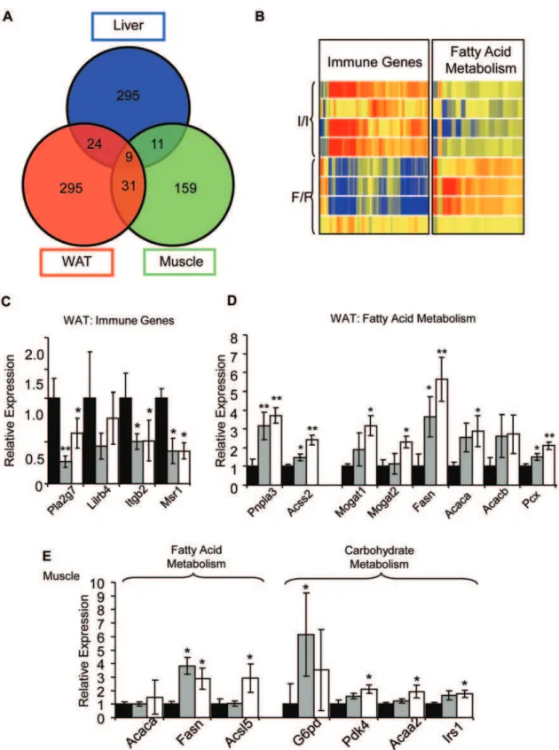 Figure 7. Fto I367F gene expression analyses. (A) Overlap between statistically changing genes with$1.5 fold change in WAT, liver and skeletal muscle of homozygous Fto I367F mice