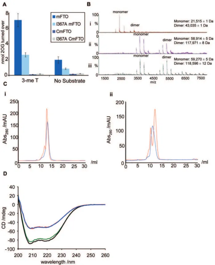 Figure 2. The FTO I367F mutation is within a C- terminal domain. (A) mFTO I367A (light blue) shows reduced catalytic activity in a 2OG turnover assay with a 3-meT oligonucleotide substrate, compared to mFTO (dark blue)