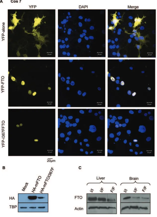 Figure 3. The FTO I367F protein is expressed at lower levels and localised in the nucleus