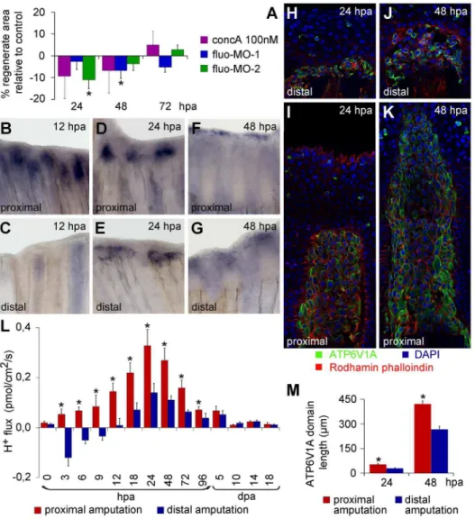 Figure 2. V-ATPase inhibition affects regeneration and, similar to H + efflux, has a different expression pattern depending on the amputation plane along the PD axis