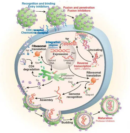 Figure I.1.1. HIV replication cycle, and targets inhibited by antiretroviral drugs [2]