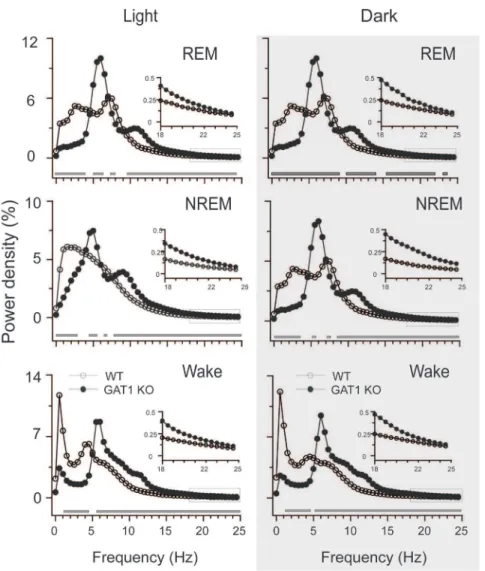 Figure 2. GAT1 KO mice displayed dominant EEG theta-activity. EEG power density curves for each stage during light (left panel) and dark (right panel) periods