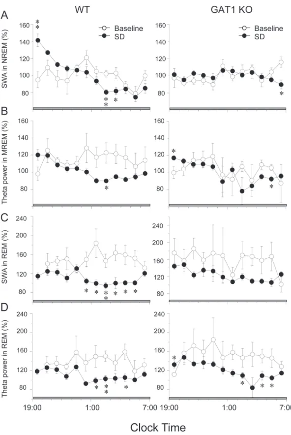Figure 6. Effects of sleep deprivation (SD) on EEG power. Time course of slow wave activity (SWA) and theta activity in NREM or NREM in WT and GAT1 KO mice during 12-h recovery after 6-h SD