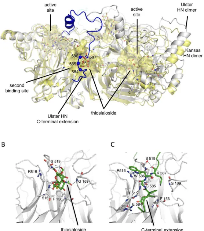 Figure 8. Residues 584–587 of the C-terminal extension engage the second sialic acid binding site at the NA domain dimer interface