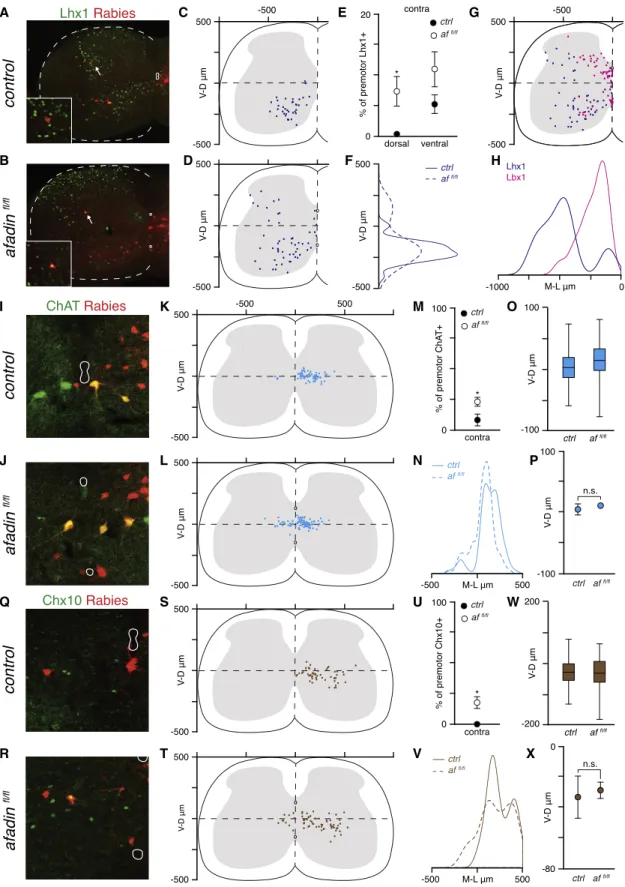 Figure 7. Multiple Interneuron Subtypes Are Miswired in Afadin Mutant Mice