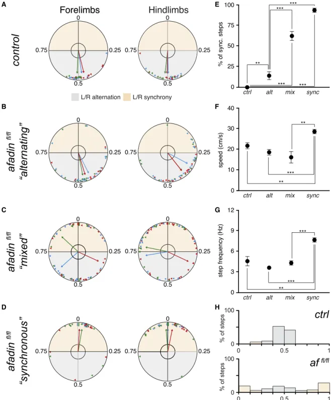 Figure 1. Loss of Left-RightLimb Alternation in Afadin Mutant Mice