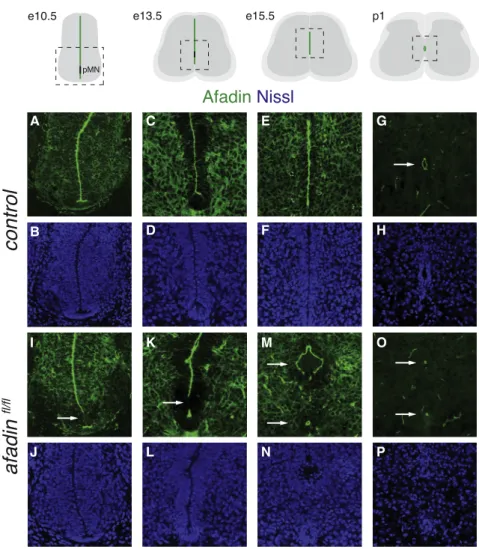 Figure 3. Afadin Mutant Mice Present a Dou- Dou-ble Central Canal Phenotype